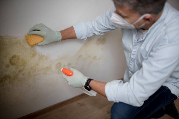 Best Commercial Mold Remediation in North Seekonk, MA