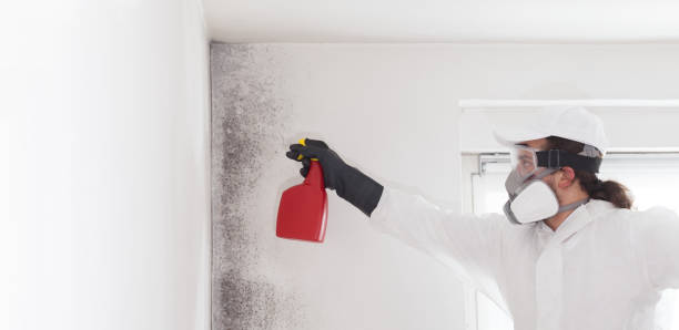 Best Residential Mold Remediation in North Seekonk, MA